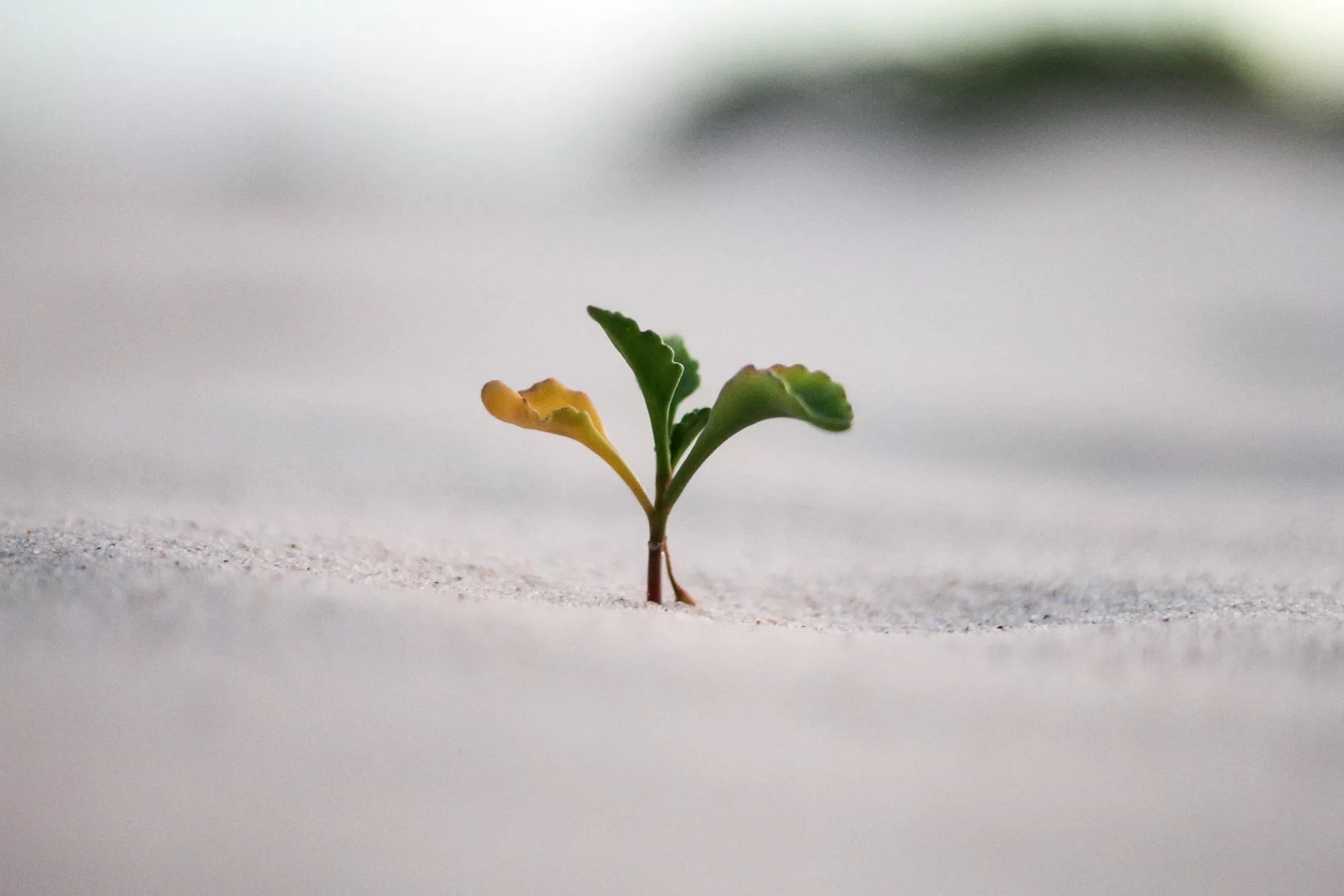 Cultivating a Growth Mindset in Primary Classrooms at BISS